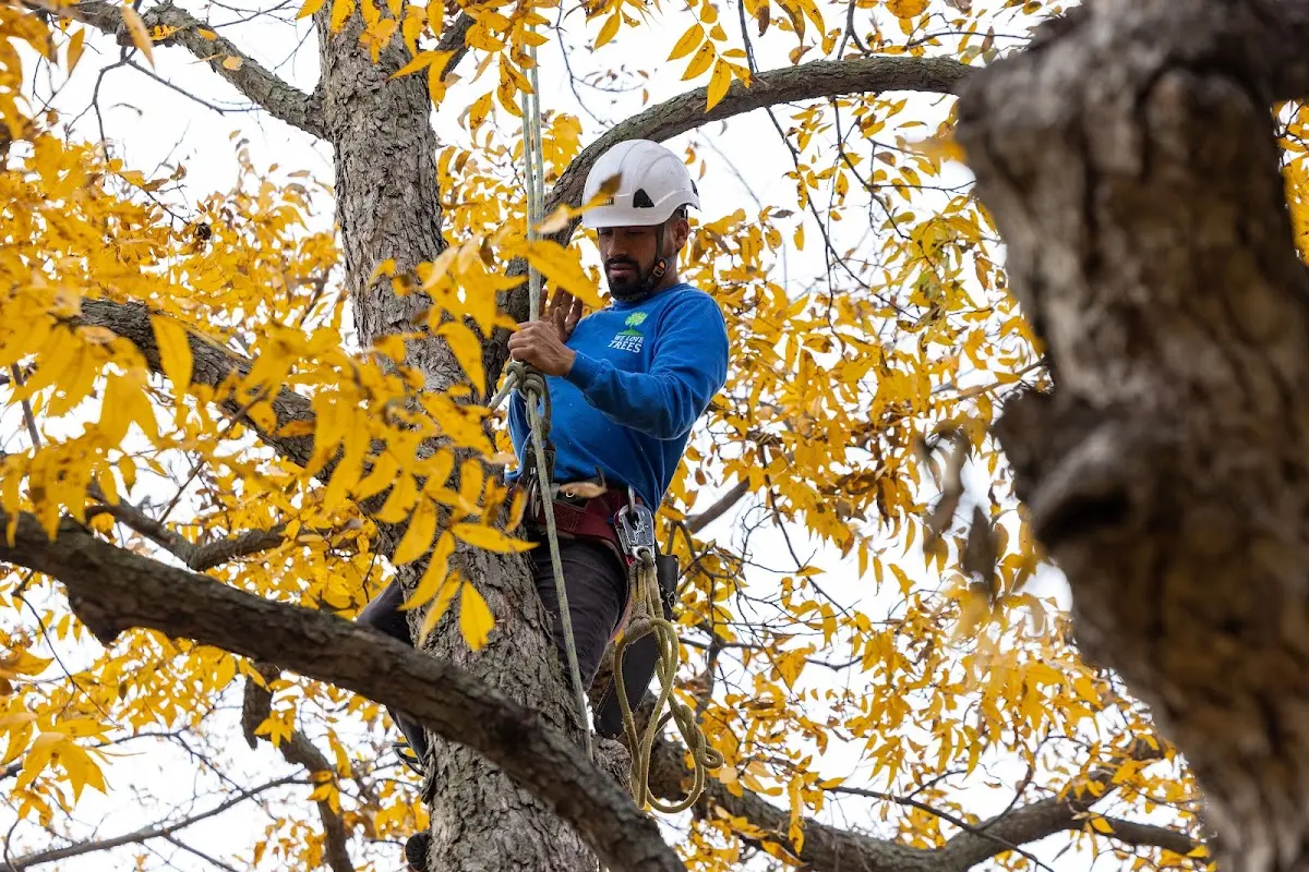 Skilled Emergency Tree Service crew working in Malvern